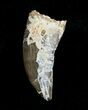 / Inch Albertosaurus Tooth - Montana #3856-1